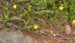 Pauridia gracilipes gracilipes