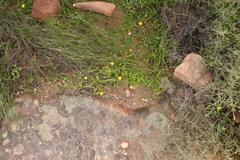 Pauridia gracilipes gracilipes