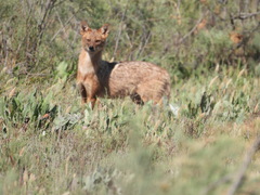 Canis aureus moreoticus
