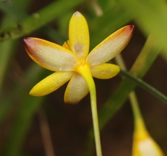 Pauridia gracilipes gracilipes