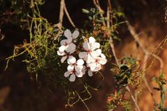 Adenandra marginata