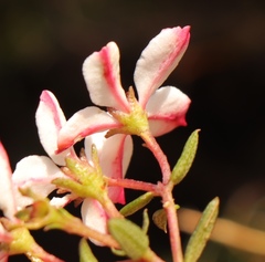 Adenandra marginata