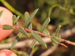 Adenandra marginata