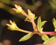 Adenandra marginata