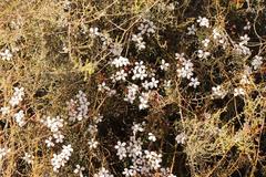 Adenandra marginata
