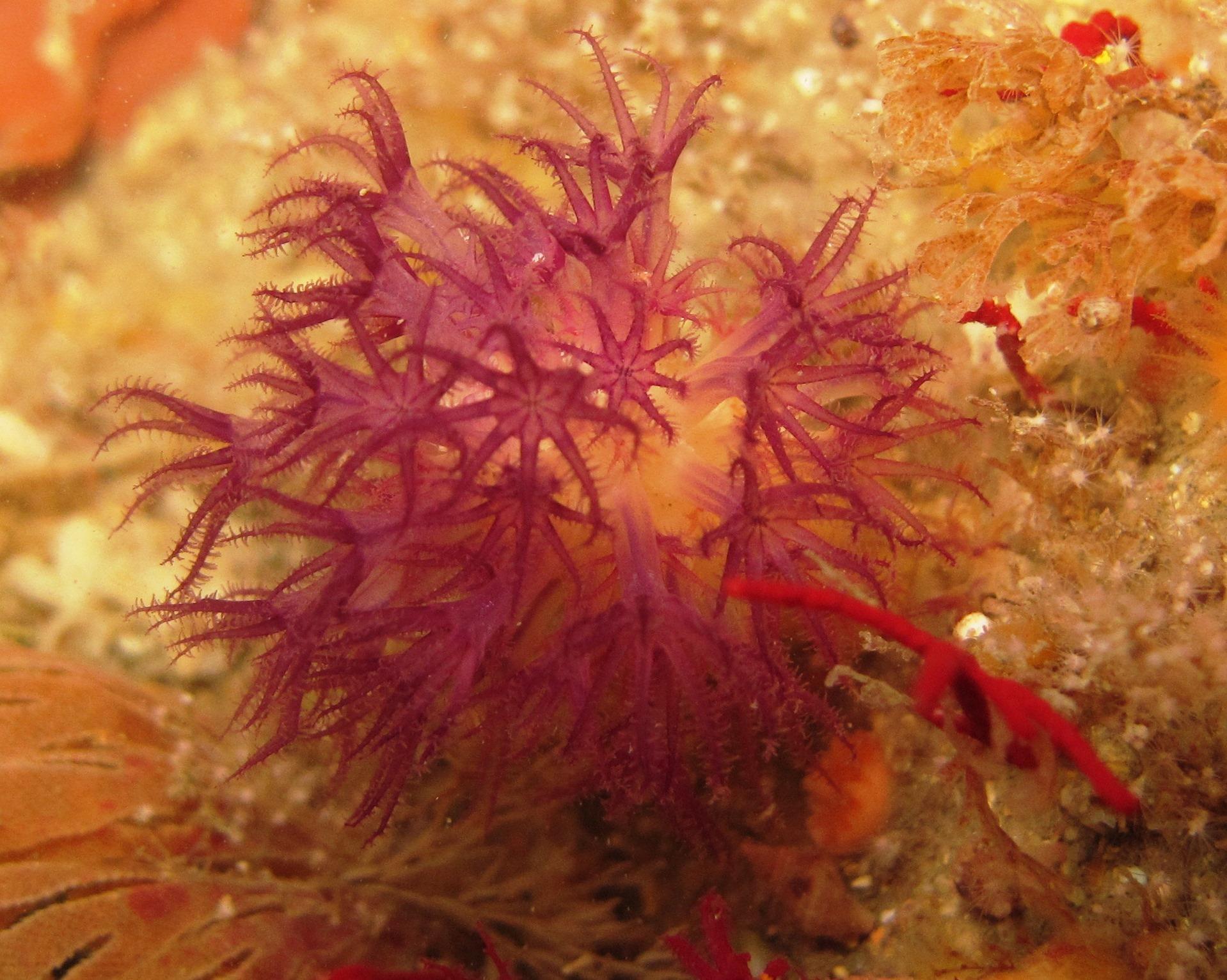 Lampophyton spinatum McFadden & van Ofwegen, 2017