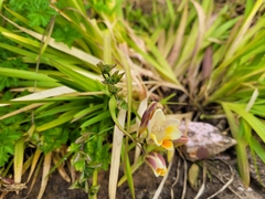 Liliopsida