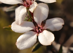 Adenandra marginata