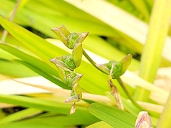 Liliopsida