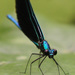 Broad-winged Damselflies - Photo (c) Anita, some rights reserved (CC BY-NC-SA)