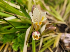 Liliopsida
