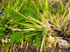 Liliopsida