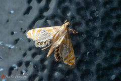 Nymphicula