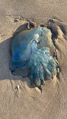 Dactyliophorae