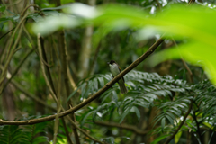 Hemixos flavala remotus