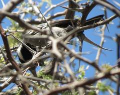 Melaniparus cinerascens