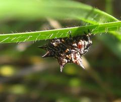 Isoxya cicatricosa