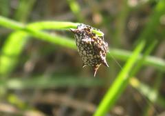 Isoxya cicatricosa