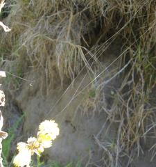 Isoxya cicatricosa