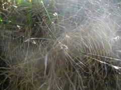 Isoxya cicatricosa