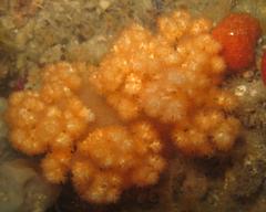 Pseudonephthea liltvedi