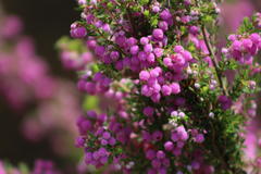 Erica hirtiflora hirtiflora
