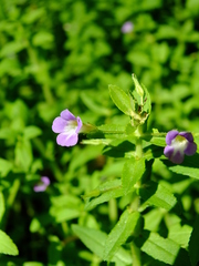 Limnophila aromatica