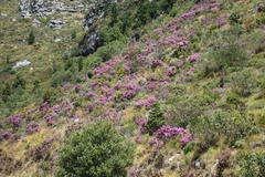 Erica hirtiflora hirtiflora