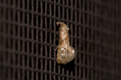 Eupoecilia acrographa