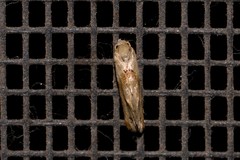 Eupoecilia acrographa