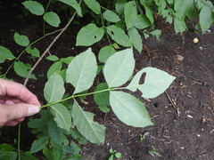 Fraxinus pennsylvanica subintegerrima