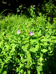 Limnophila aromatica