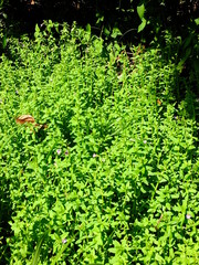 Limnophila aromatica