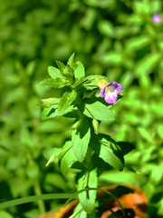 Limnophila aromatica