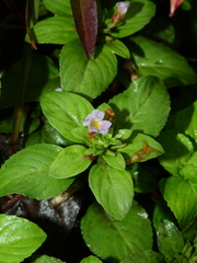 Limnophila rugosa