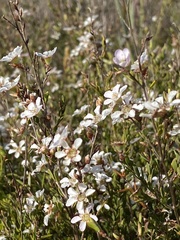 Leptospermum semibaccatum