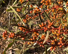 Eucalyptus leptophylla