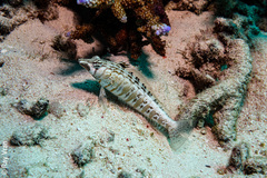 Parapercis australis