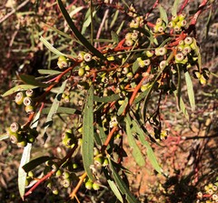 Eucalyptus leptophylla