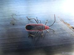 Thunbergia marginata
