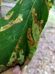 Cameraria ohridella