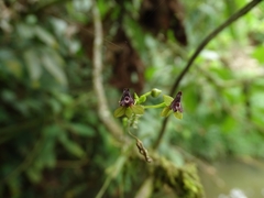 Telipogon astroglossus