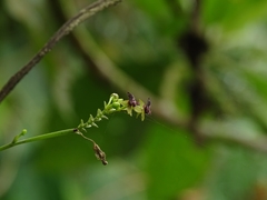 Telipogon astroglossus