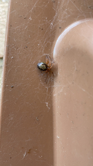 Steatoda nobilis