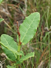 Lauridia tetragona