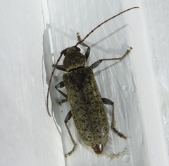 Trichoferus holosericeus
