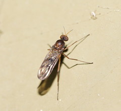 Sylvicola neozelandicus