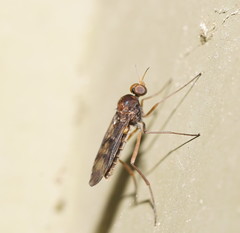 Sylvicola neozelandicus