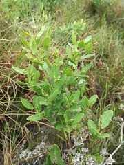 Lauridia tetragona