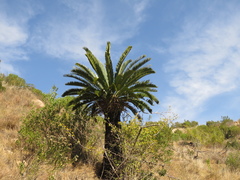 Encephalartos longifolius